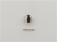 藏品(松斑天牛)的圖片